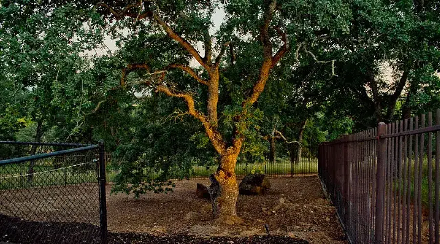 Mature tree surrounded by a fenced area, showcasing vibrant foliage and a natural setting, emphasizing expert planting services for trees and shrubs in residential landscapes.