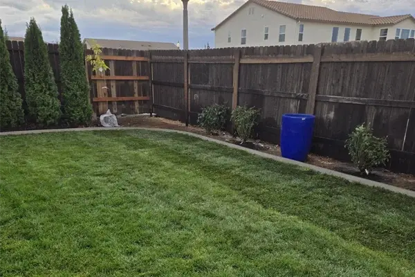 Lush green lawn with neatly trimmed grass, bordered by a wooden fence, featuring tall evergreen trees, potted plants, and a blue rain barrel, reflecting a well-maintained residential landscape in Rocklin, CA.