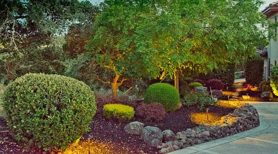 Lush landscape featuring a variety of trees and shrubs, illuminated by outdoor lighting, showcasing a well-maintained garden design by Rogers Landscaping.